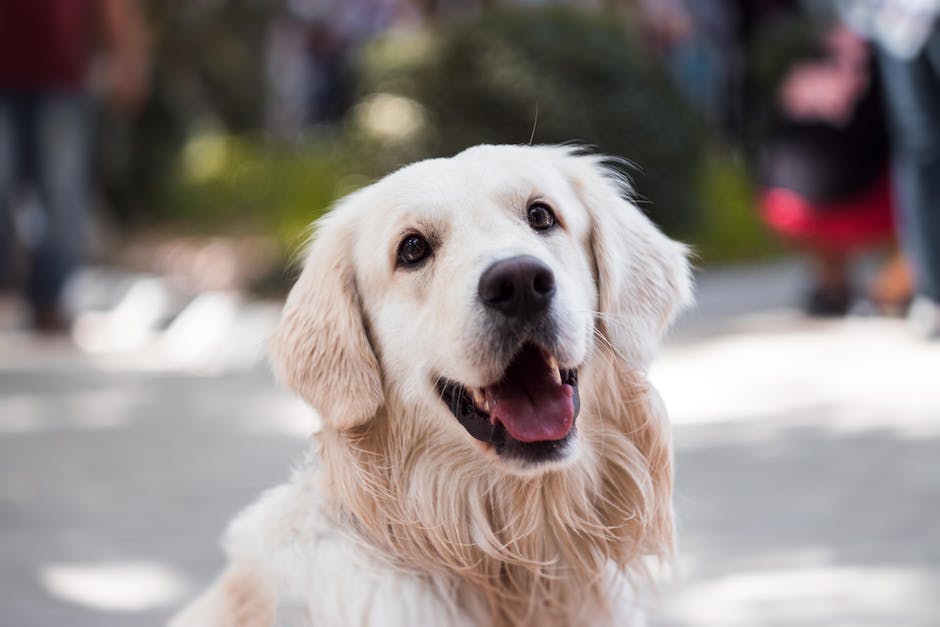  Urlaub mit Hund in der Türkei