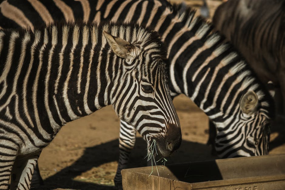  die besten Reisezeiten für Südafrika