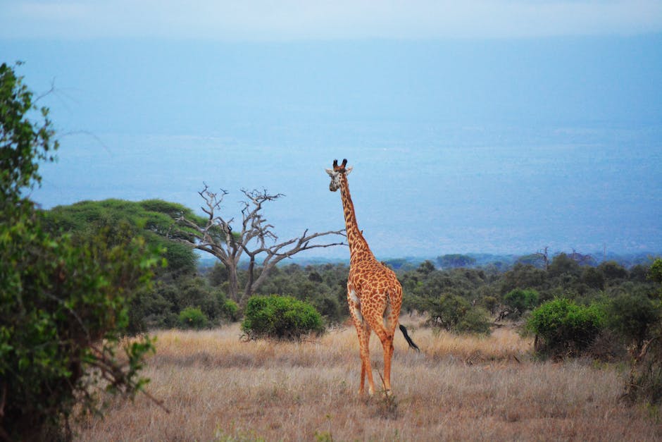  Südafrika Reisezeiten optimieren